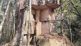 南投千年神木遭「開膛剖肚」枯死！跨國山老鼠集團5嫌遭收押起訴