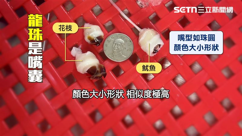 其實「龍珠」也是花枝、魷魚嘴囊的統稱