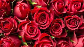 情人節、紅色玫瑰花（圖／Pixabay）