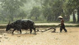 她每天存10元成富婆！秘訣是窮農夫變成大財主的爸爸教的，有錢人的祕密：不是賺多少而是怎麼花」。（圖／翻攝自pixabay、大是文化提供） 