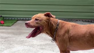 台北市日前發生比特犬Lucky兩度從車內跳窗咬傷機車騎士事件，徐姓飼主被裁處20萬元，Lucky也被動保處沒入。事隔5個多月，徐姓原飼主的友人蔡先生申請認養成功，並花了40萬打造符合規定的「豪宅」，Luck昨天已被送至雲林展開新生活。