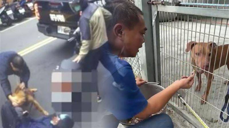 比特犬Lucky兩度從車內跳窗咬傷機車騎士事件被動保處沒入，事隔5個多月，昨天已被送至雲林展開新生活。（圖／翻攝畫面）