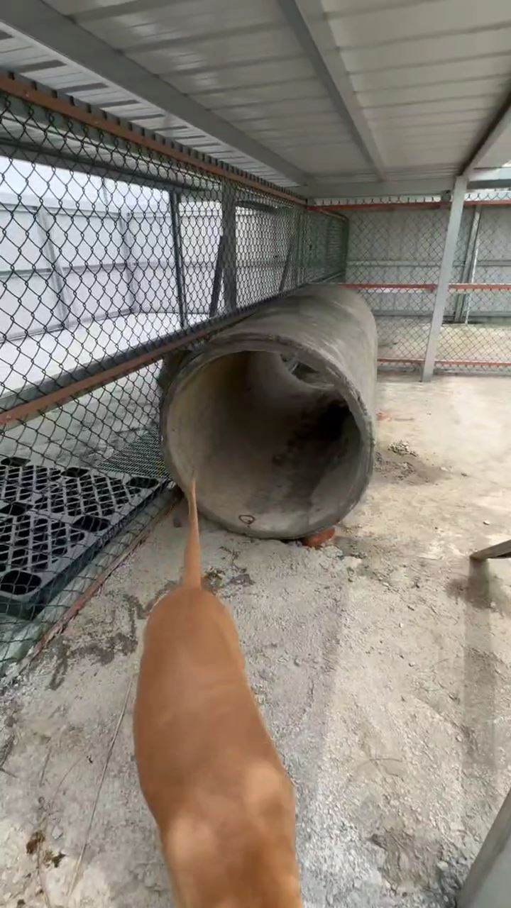 比特犬Lucky的新家（圖／翻攝畫面）