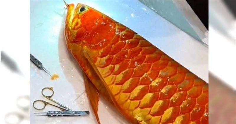 大陸一段「上海一條價值百萬元的冠軍龍魚接受掉眼手術」的影片，近日在網路上引發熱議。（圖／翻攝自極目新聞）