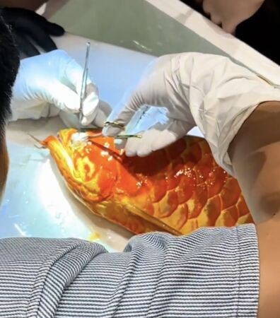 龍魚眼睛動手術。（圖／翻攝微博）