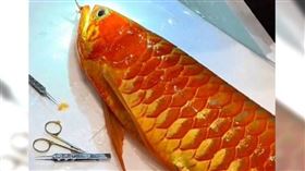 大陸一段「上海一條價值百萬元的冠軍龍魚接受掉眼手術」的影片，近日在網路上引發熱議。（圖／翻攝自極目新聞）