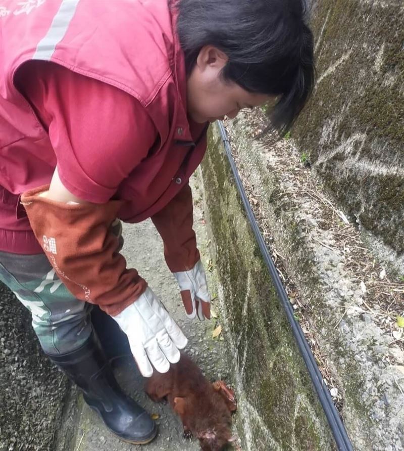 新北市三芝區青山路旁排水溝日前發現一隻赤褐色、外型酷似松鼠動物，十分虛弱待援；動保員獲報到場後確認為大赤鼯鼠倒臥排水溝內，隨即將牠帶回動物之家安置。（圖／新北市動保處提供）