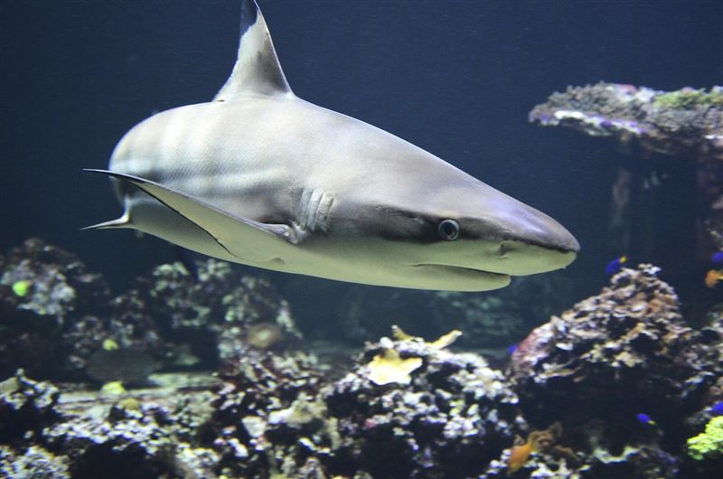 哥斯大黎加沿海出現一條「亮橘色鯊魚」，科學家推測，牠可能因2種罕見的基因突變所致。（示意圖／PIXABAY）