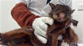 首頁 / 生活
滑翔高手大赤鼯鼠摔山溝餓壞　新北動保處及時救援
2025/8/27 19:19（8/27 19:46 更新）
新北市三芝區日前一隻俗稱「飛鼠」的台灣特有種大赤鼯鼠被發現倒臥水溝，動保人員獲報馳援，將大赤鼯鼠帶回安置，將待體力復原後野放。（圖／新北市動保處提供）