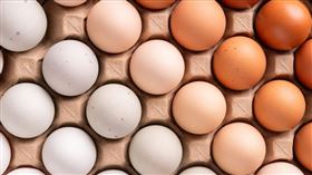 雞蛋,蛋行(圖／初日食驗室提供）