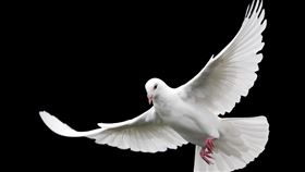 ▲鳥類,鳥,鴿子,飛行,飛翔,野生動物,翅膀,羽毛。（示意圖／翻攝自Pixabay）