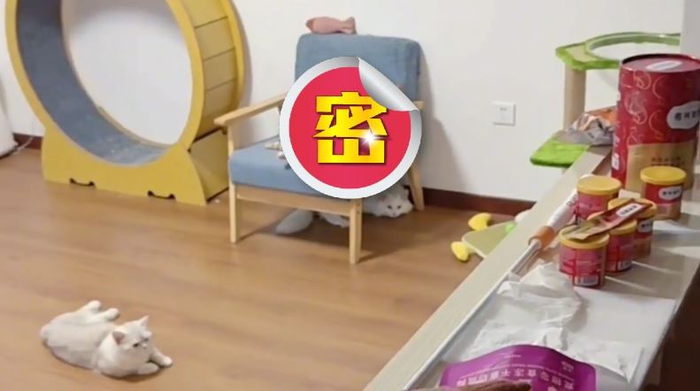 主人忘關空調！回家一看三隻貓的模樣笑翻全網。（圖／翻攝自微博）