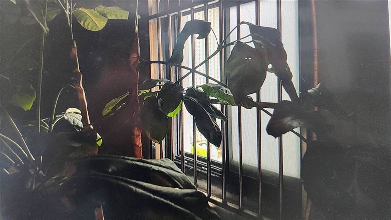 桃園男騎腳踏車到鶯歌闖空門 不到一天就被逮 失竊屋主將備用鑰匙放窗台。(圖/翻攝畫面)