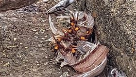 有民眾在基隆的漁港發現，一群體型較大的蜂在啃食魚肉。（圖／翻攝自基隆人日常臉書）