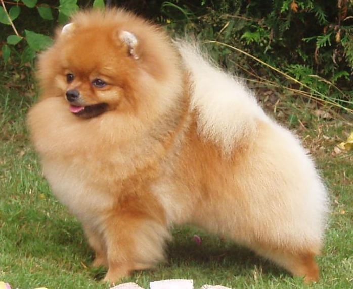 小巧玲瓏的守護天使：博美犬。（圖／翻攝自維基百科）