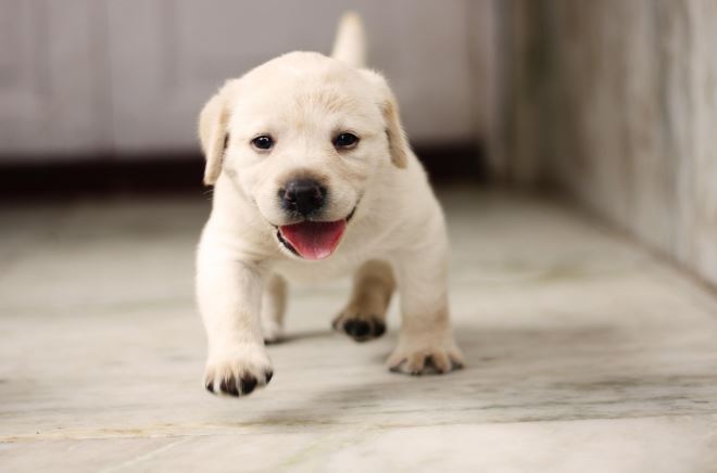 從小搗蛋到穩重：拉布拉多犬。（圖／翻攝自pixabay）