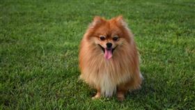 狗。（圖／翻攝自pixabay）