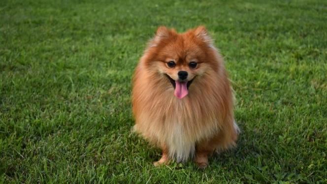 可愛爆擊！公認「最乖」的3種狗狗