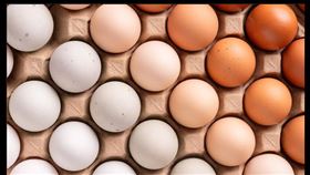 雞蛋,蛋行(圖／初日食驗室提供）