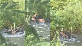 馬頭山自然人文協會,流浪狗,梅花鹿