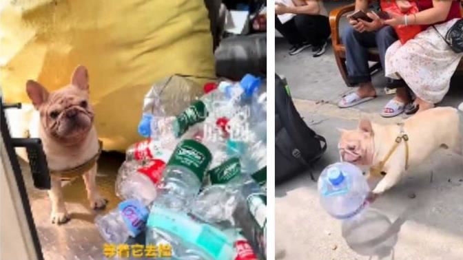 狗界理財王！牠靠撿瓶存款5.8萬意外爆紅