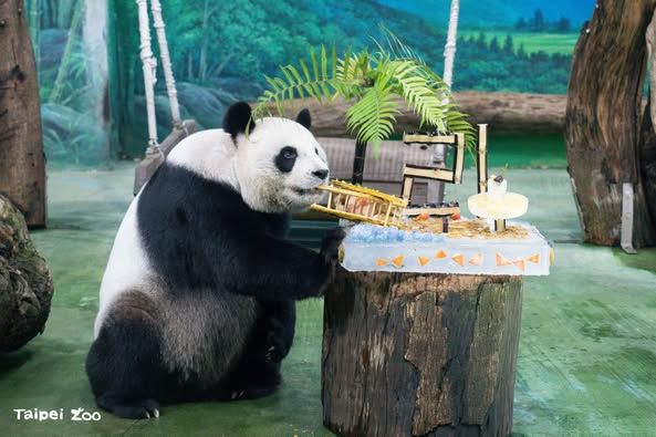 圓圓開心吃著冰蛋糕。（圖／台北市立動物園）