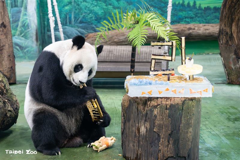 大貓熊「圓圓」迎接21歲生日。（圖／台北市立動物園）