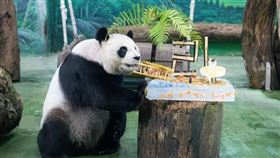 大貓熊「圓圓」21歲生日，開心吃著冰蛋糕。（圖／台北市立動物園）