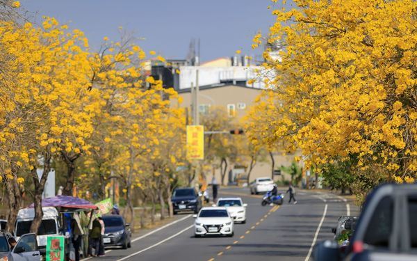彰化芬園「黃金大道」深受遊客喜愛。（圖／翻攝畫面）