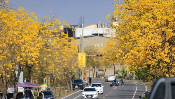 保住黃金大道！移除93棵樹「替代方案」曝