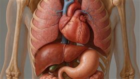 肝臟，肝癌。（示意圖／PIXABAY）