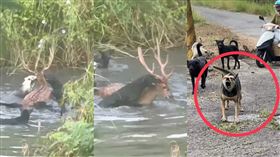 動保處,馬頭山自然人文協會,高雄,愛媽,梅花鹿,流浪犬（圖／翻攝《高雄市馬頭山自然人文協會》）