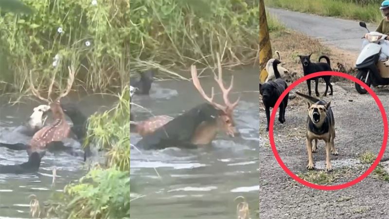 馬頭山29日出現10隻以上浪犬撕咬梅花鹿，公鹿在水漥露出半顆頭掙扎發出悲鳴聲。（圖／翻攝《高雄市馬頭山自然人文協會》）