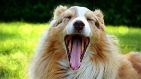 研究顯示與動物一起生活能降低染上過敏、濕疹甚至自體免疫疾病的風險。（圖／Pixabay）