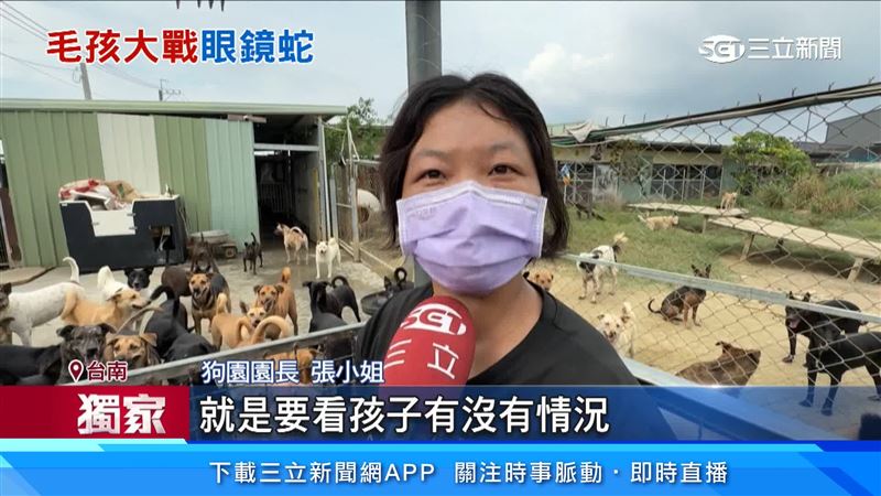 狗園園長發現後，先通報農業局並到場將狗狗和眼鏡蛇隔開