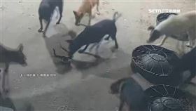 嚇死! 大眼鏡蛇溜進狗園 毛小孩激動圍捕