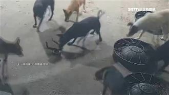 獨／蛇狗大戰！狗狂吠圍捕　眼鏡蛇驚彈跳