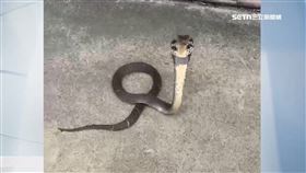 嚇死! 大眼鏡蛇溜進狗園 毛小孩激動圍捕