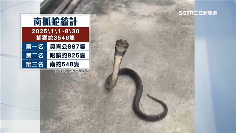 台南農業局統計，今年1月1日到8月30日共捕捉蛇3546隻