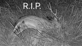 梅花鹿,馬頭山,流浪犬,攻擊,