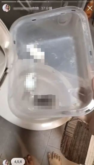 女子疑似想棄養，竟將10隻活生生的小倉鼠丟入馬桶直接沖掉，引發眾怒。（圖／翻攝自Thread @taifang0516）