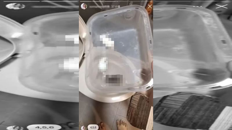 棄養10隻倉鼠倒馬桶沖掉!網肉搜女身分曝