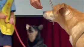 新竹女子高級中學在新生訓練上，花了30分鐘介紹校園犬貓。圖片描述。（圖／翻攝自「竹女校狗 Happy」臉書）