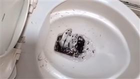 一名女子竟將10隻活生生、可愛的小倉鼠倒進馬桶沖掉，甚至還將過程上傳至社群平台炫耀。（圖／翻攝自Thread @taifang0516）