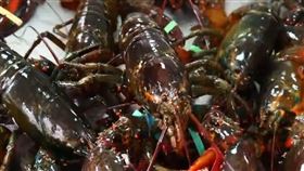 幼兒園爽吃「龍蝦、鮑魚」！餐費只要85元　上萬家長搶報名。（圖／極目新聞）