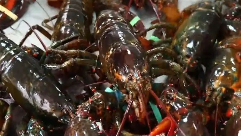 幼兒園爽吃「龍蝦、鮑魚」！餐費只要85元