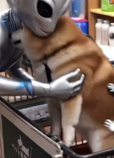 「不可以色色」迷因柴犬Ponsan主人證實已離世，享年17歲。（圖／翻攝自IG@ponsan_shiba）