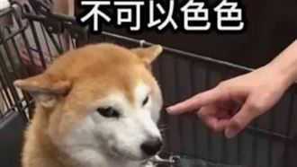 「不可以色色」迷因柴犬離世　粉絲心碎