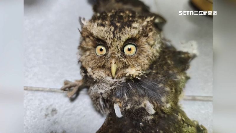 保育類領角鴞闖民宅　萌坐供桌等吃的