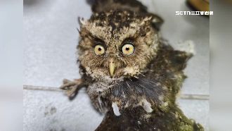 保育類領角鴞闖民宅　萌坐供桌等吃的